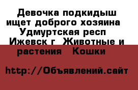 3 Девочка-подкидыш ищет доброго хозяина - Удмуртская респ., Ижевск г. Животные и растения » Кошки   